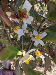Camellia kissii