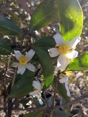 Camellia kissii