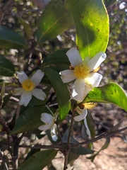 Camellia kissii