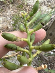 Cakile edentula harperi