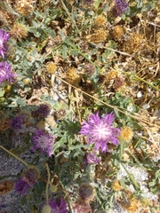 Centaurea sphaerocephala