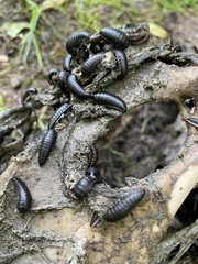 Necrophila americana