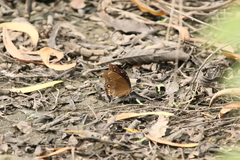 Hypolimnas bolina