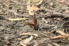 Hypolimnas bolina