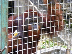 Pongo