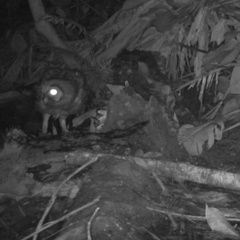 Strix leptogrammica