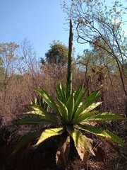 Agave inaequidens
