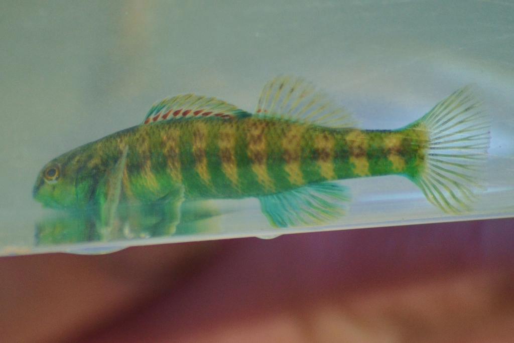 Banded darter from Stark County, OH, USA on June 4, 2022 at 07:09 AM by ...
