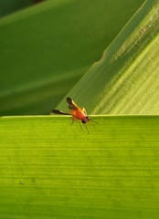 Ocnerioxyna gracilis