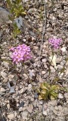 Centaurium grandiflorum