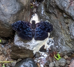 Cycloglypha thrasibulus