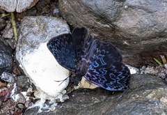 Cycloglypha thrasibulus