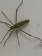 Megaloceroea recticornis