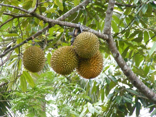 Durio zibethinus iNat (1)