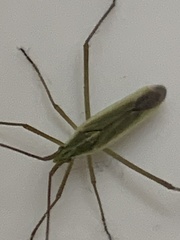 Megaloceroea recticornis