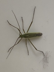 Megaloceroea recticornis