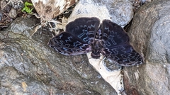 Cycloglypha thrasibulus