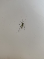 Megaloceroea recticornis