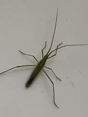 Megaloceroea recticornis
