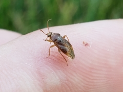 Agnocoris