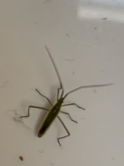 Megaloceroea recticornis