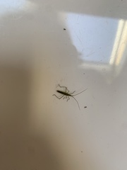 Megaloceroea recticornis