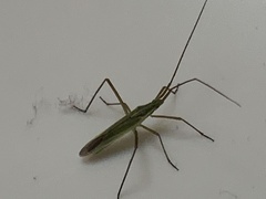 Megaloceroea recticornis