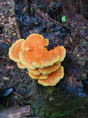 Laetiporus huroniensis