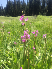 Primula jeffreyi