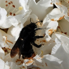 Bombus rupestris
