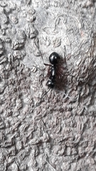 Polyrhachis rastellata