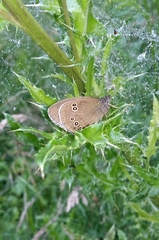 Aphantopus hyperantus