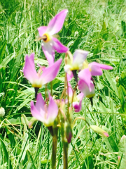 Primula jeffreyi