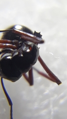 Polyrhachis rastellata