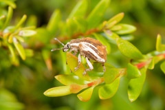 Iptergonus bifurcatus