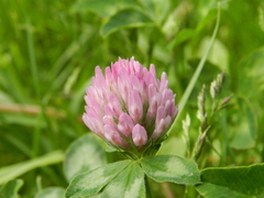 Trifolium pratense
