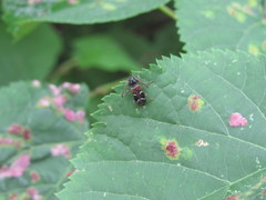 Phymatodes alni