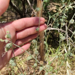 Silene dichotoma