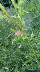 Aphantopus hyperantus