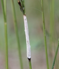 Epichloe festucae