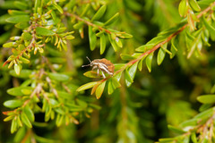 Iptergonus bifurcatus