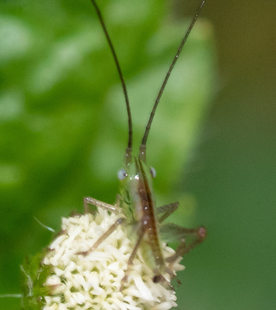 Katydid