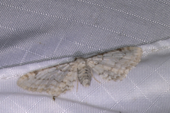 Eupithecia cretaceata