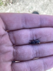 Sphenophorus australis