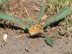 Vanessa cardui