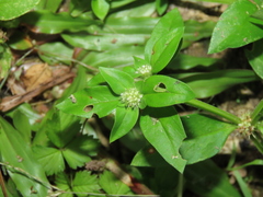 Spermacoce mauritiana