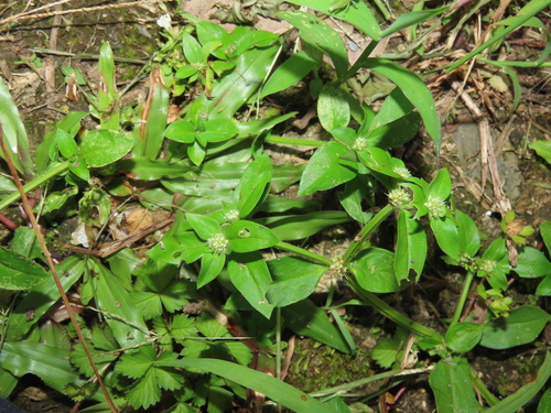 Image of Spermacoce exilis by (c) chiuluan, some rights reserved (CC BY)