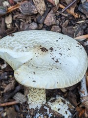 Melanoleuca verrucipes