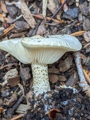 Melanoleuca verrucipes