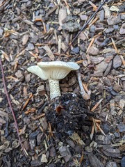 Melanoleuca verrucipes